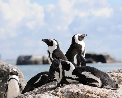 African Penguins enjoying some sun at Boulders Beach African Penguin