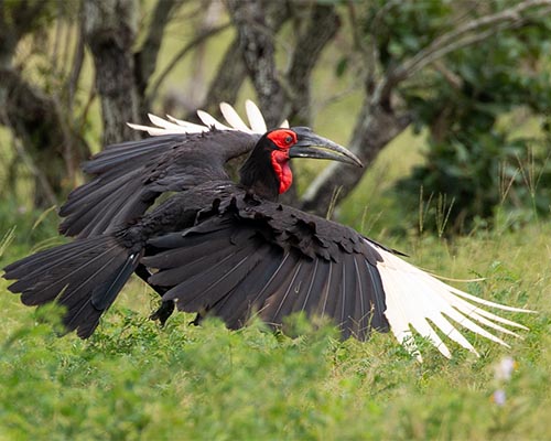 You seldom see a Southern Ground Hornbill fly Southern Ground Hornbill