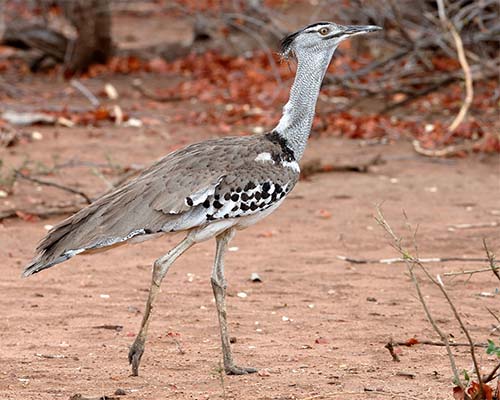Kori Bustard Kori Bustard