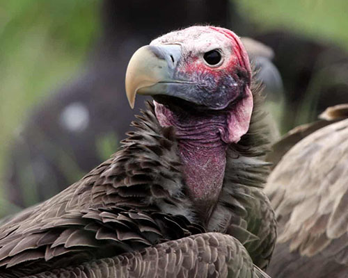 Lappet-faced Vulture Lappet-faced Vulture