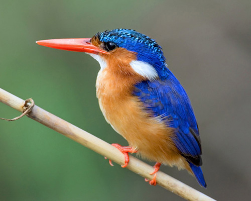 Malachite Kingfisher Malachite Kingfisher in the Kruger Park
