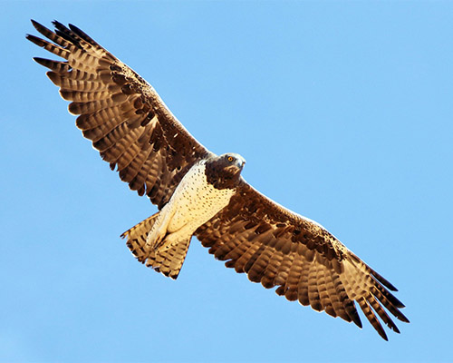 A Martial Eagle soaring above the Kruger National Park Martial Eagle