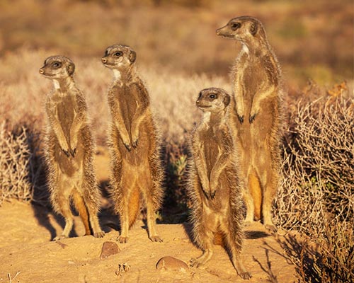 A gang or mop of meercats Meercats