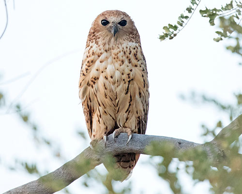 Pel's Fishing Owl Pel's Fishing Owl