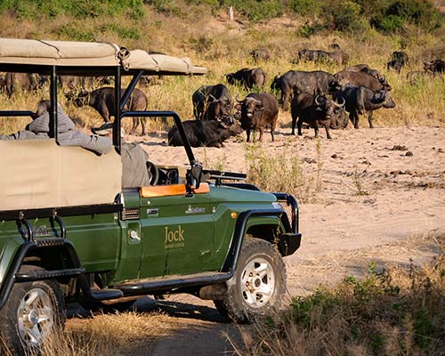 How to book a private safari in the Kruger Park