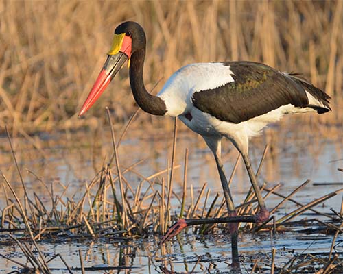 Saddle-billed Stork Saddle-billed Stork