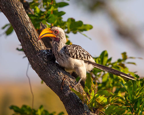 Yellow-billed Hornbill Yellow-billed Hornbill in Kruger National Park