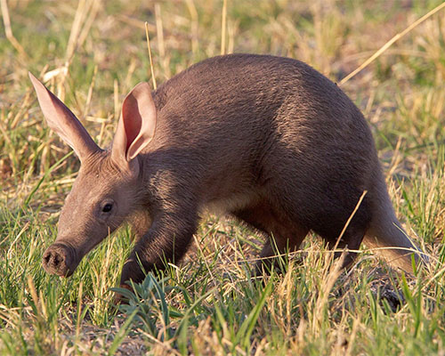 The elusive and shy Aardvark The elusive and shy Aardvark