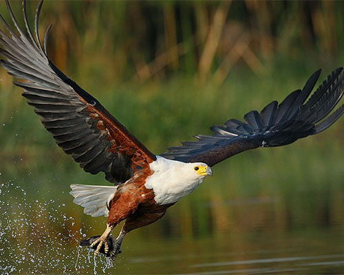 An African Eagle The African Fish Eagle is a is a large species of eagle found throughout sub-Saharan Africa wherever large bodies of open water with an abundant food supply occur.