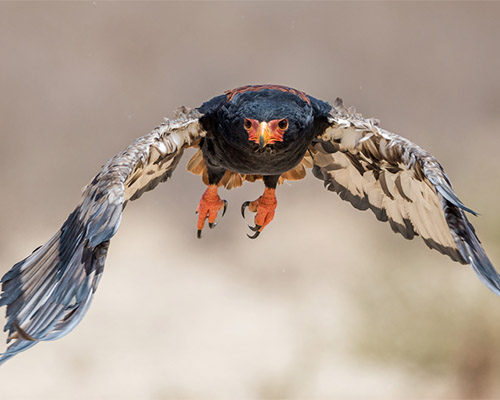 A Bateleur Eagle in full flight taken by Willie Van Schalkwyk Bateleur Eagle