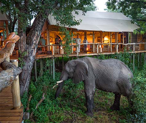A day on Safari