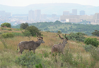 e-Bike Half Day SAfari from Johannesburg An exhilarating experience in nature for first-time e-bikers. The guided tour is aimed at people who know how to ride a bicycle but have possibly never ridden an e-Bike