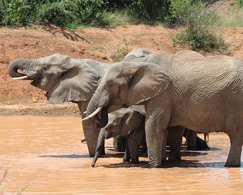 A memory of Elephants African Elephant