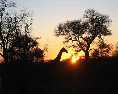 All game lodges offer open vehicle game drives Open safari vehicle game drive