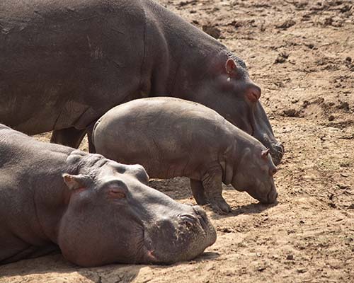 Hippopotamus family with their baby Hippopotamus
