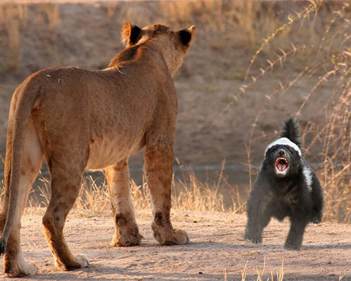 Ferocious, fearless honey badger taking on a lion Honey Badger