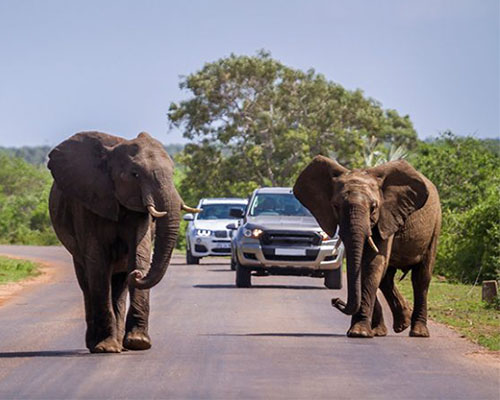 Suggestions on what to pack for your safari to make it even better What to pack for your safari