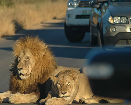 Self-drive safari