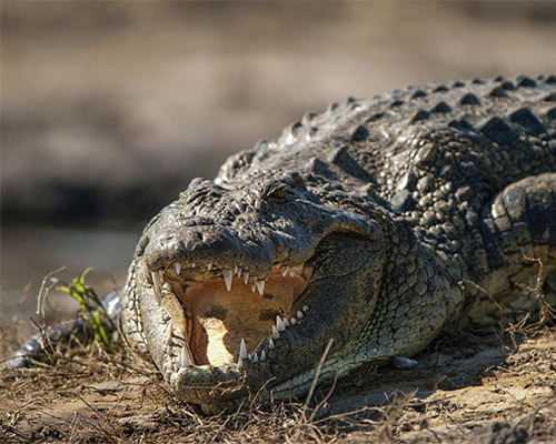 A Nile Crocodile cooling itself down Nile Crocodile