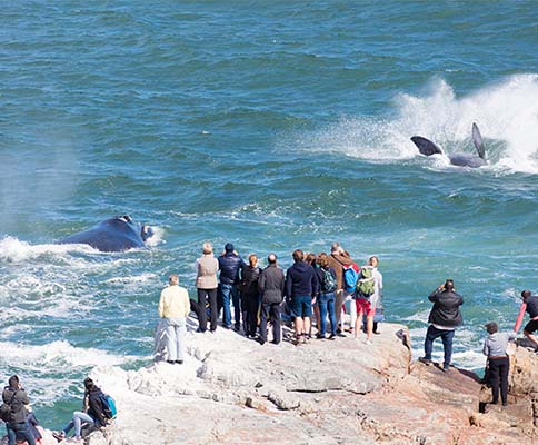 Whale watching in Hermanus Facts about South Africa