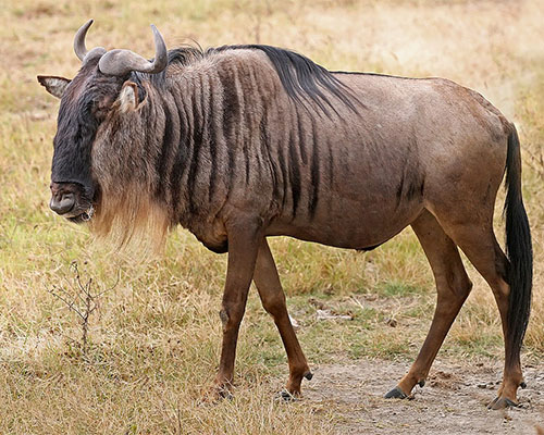 A Blue Wilderbeest Blue wilderbeest