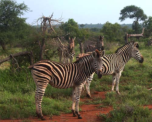 Burchell's Zebra in Kruger National Park Burchell's Zebra
