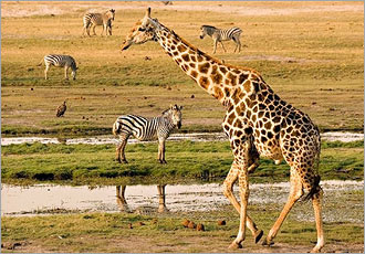 Chobe Botswana river boat game viewing Chobe Botswana river boat game viewing