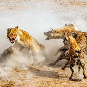 Experience real African wildlife