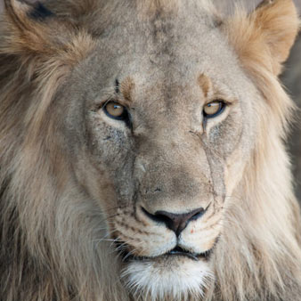 The Africa lion