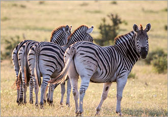 Tuli Safari Lodge