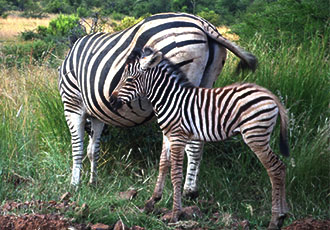 Bakubung Bush Lodge