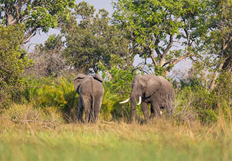 Botswana mobile safari game viewing Botswana mobile safari