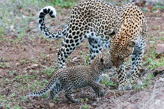 Mashatu Tent Camp with Go Safari