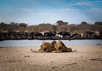 Experience the amazing wildlife in the Kalahari A True Eco-Safari - Wildlife Conservation in South Africa