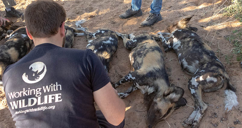 Wild dog tagging an Eco-Safari experience A true eco safari