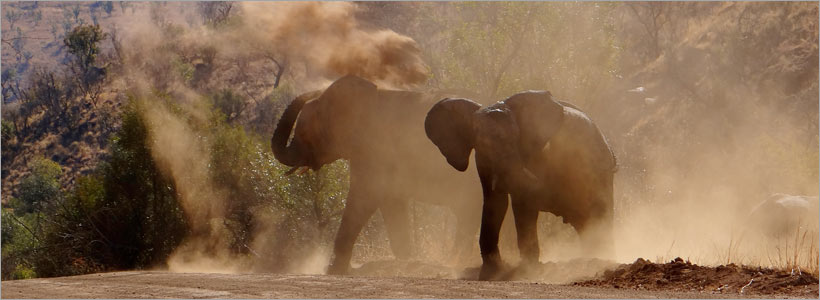 One Day Pilanesberg Big5 SAfari - the best one day tour from Joburg One Day Pilanesberg Big5 SAfari - the best one day tour from Joburg