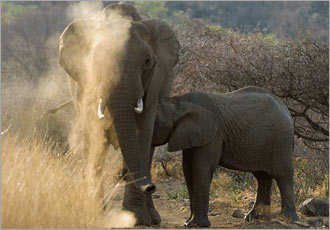 Pilanesberg One Day safari experience with Go SAfari Pilanesberg One Day safari experience with Go SAfari