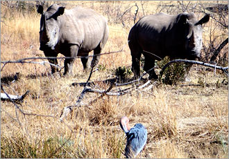 Pilanesberg One Day safari experience with Go SAfari Pilanesberg One Day safari experience with Go SAfari