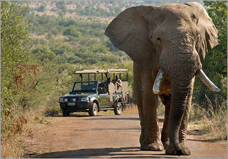 Pilanesberg One Day safari experience with Go SAfari Pilanesberg One Day safari experience with Go SAfari