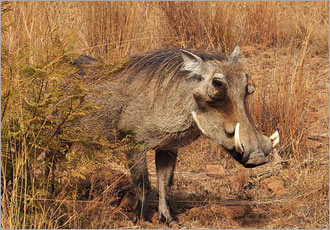 Pilanesberg One Day safari experience with Go SAfari Pilanesberg One Day safari experience with Go SAfari