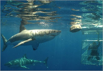 Experience the splendor of Cape Town to the fullest Experience the splendor of Cape Town to the fullest