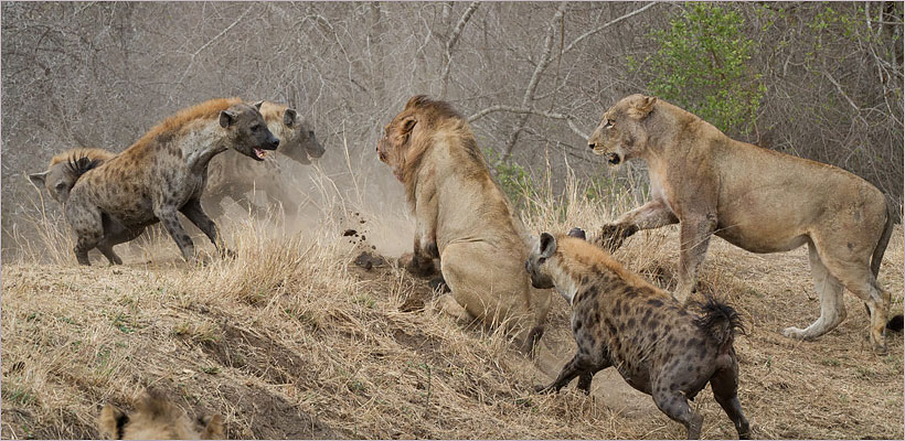 The diversity of the wildlife in the Kruger Park is unmatched The diversity of the wildlife in the Kruger Park is unmatched