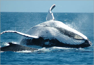 Experience the splendor of Cape Town to the fullest Experience the splendor of Cape Town to the fullest