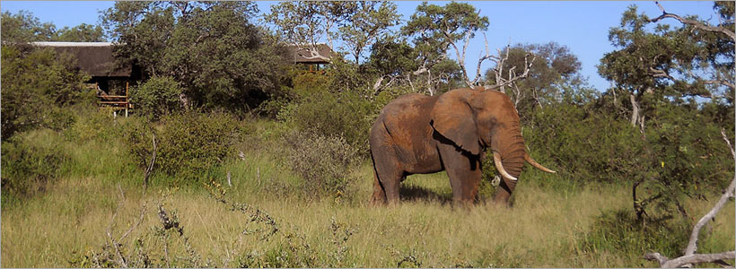 Greater Kruger National Park safari