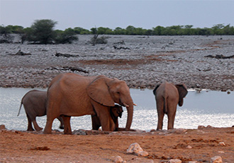Namibia scheduled safari