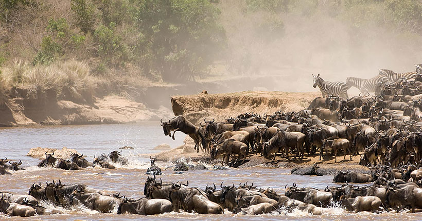 The Great Wildebees Migration clockwise route following the rains The Great Wildebees Migration clockwise route following the rains