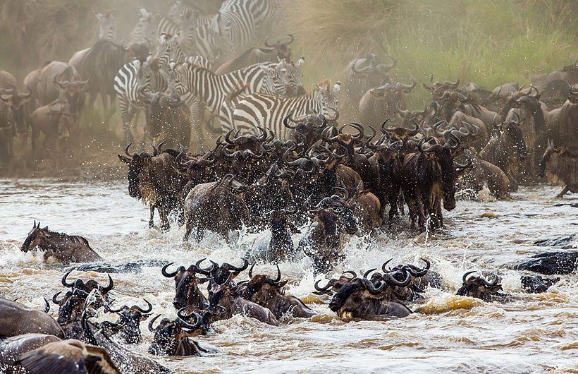 The Great Wildebees Migration - giant herds of grazers across Northern Tanzania and Kenya is a truly spectacular event The Great Wildebees Migration - giant herds of grazers across Northern Tanzania and Kenya is a truly spectacular event