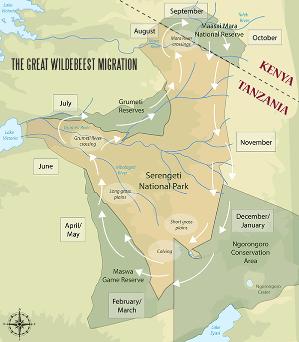 The Great Wildebees Migration clockwise route following the rains The Great Wildebees Migration clockwise route following the rains